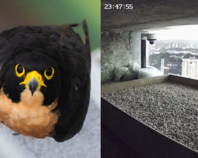 Peregrine falcons recorded nesting in Singapore’s CBD for first time, tray set up to encourage breeding