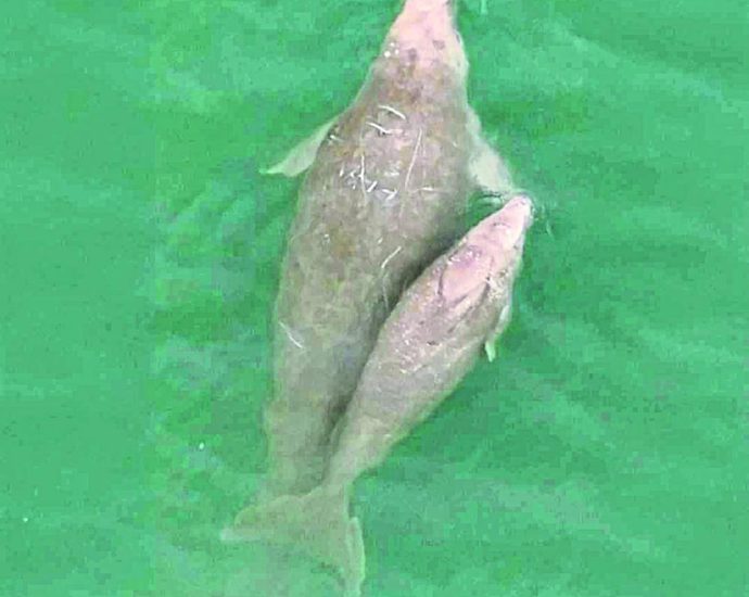 Phuket sets road map to protect migrant dugongs