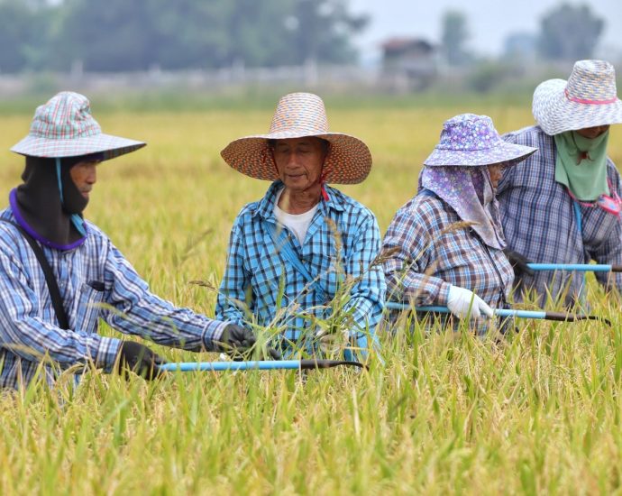 Rice farmers to get help with harvest costs