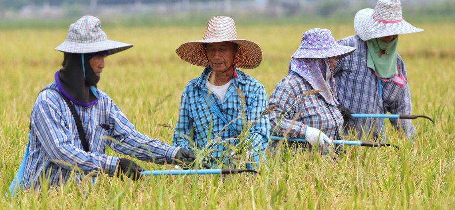 Rice farmers to get help with harvest costs