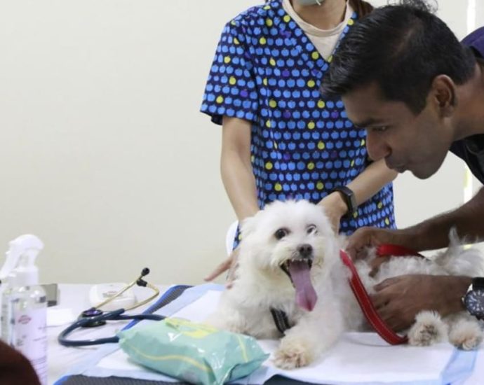 Should ‘pawrents’ be able to tap subsidies when pets fall ill? Vet, authorities weigh in