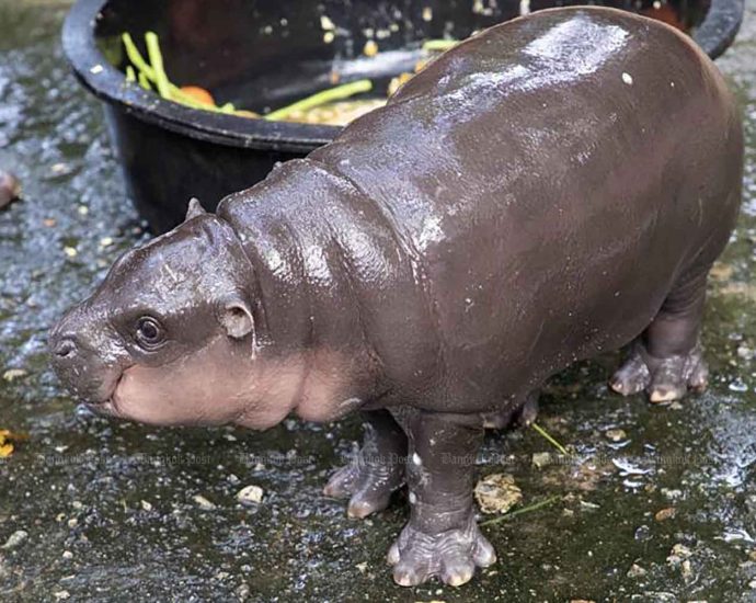 Star baby hippo Moo Deng gets Thai COP29 spot