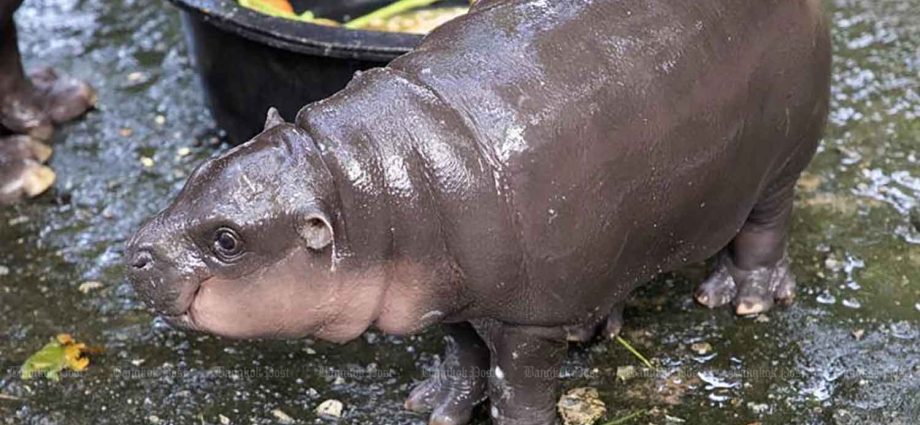 Star baby hippo Moo Deng gets Thai COP29 spot