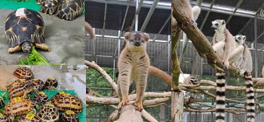 Thailand to return rare animals to Madagascar