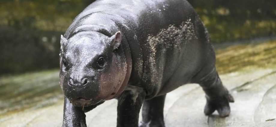 Thailand’s baby pygmy hippo Moo Deng now has an official song released in 4 languages