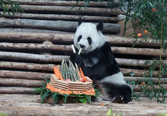 Two pandas to arrive from China by 2027