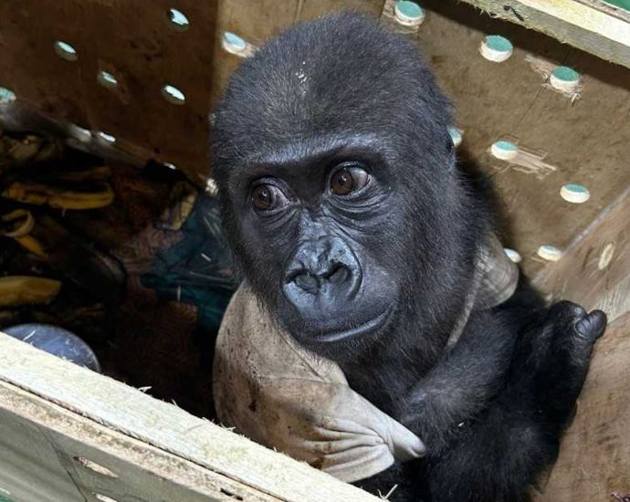 Attempt to smuggle gorilla to Thailand foiled