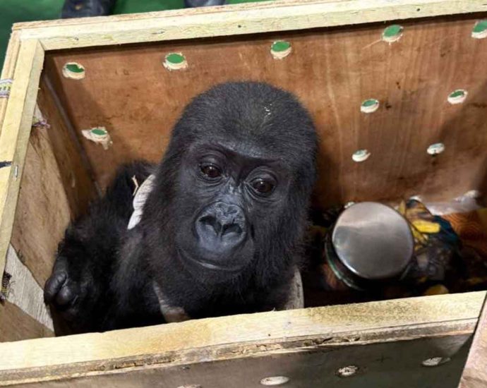 Baby gorilla probe reveals smugglers at Chatuchak