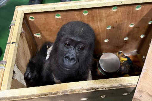 Baby gorilla probe turns up customer