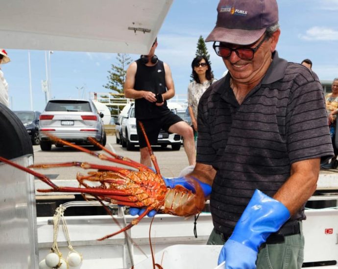 China lifts rock lobster ban, bringing end to Australian trade barrier