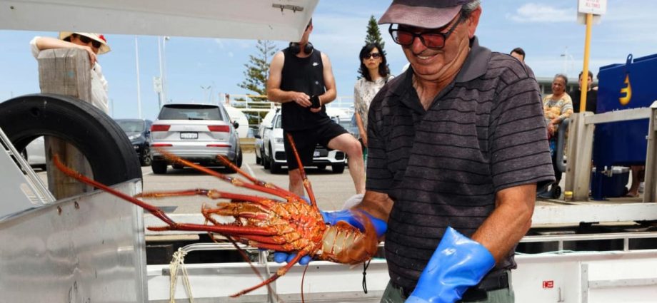 China lifts rock lobster ban, bringing end to Australian trade barrier