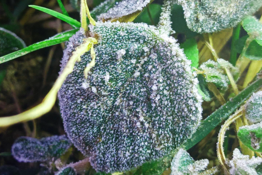 First frost on Doi Inthanon