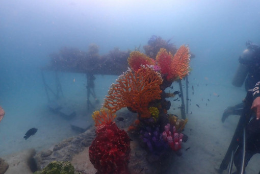 Koh Lan sea walking tours tread lightly