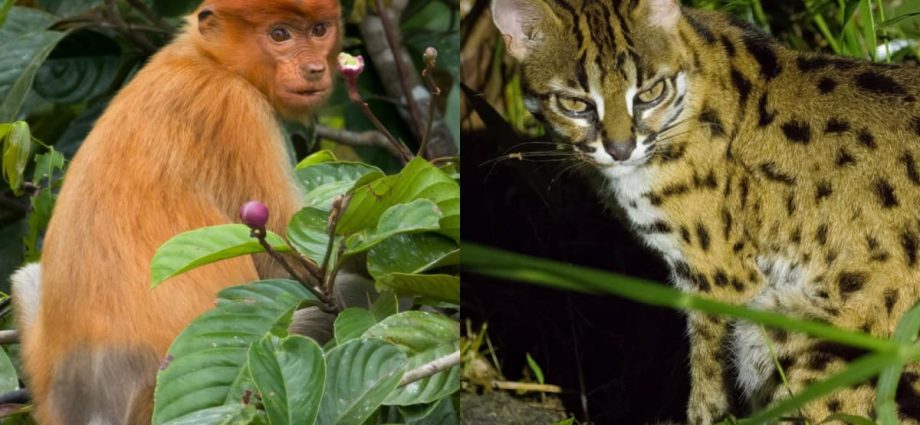 Leopard cats and pygmy elephants: What it’s like to go mammal watching on the Malaysian side of Borneo