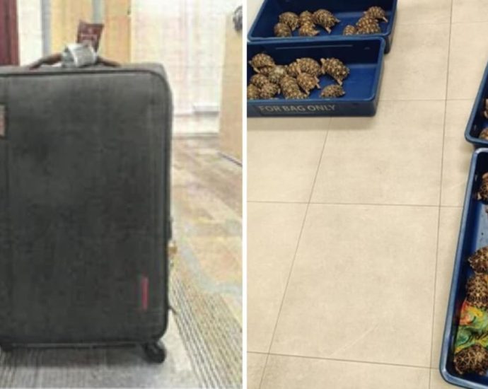 Man gets 16 months’ jail for attempting to smuggle 58 Indian star tortoises into Indonesia via Changi Airport