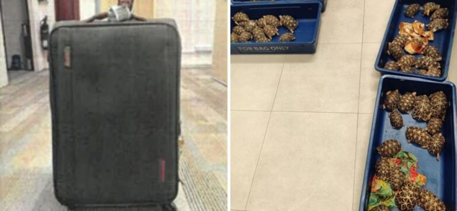 Man gets 16 months’ jail for attempting to smuggle 58 Indian star tortoises into Indonesia via Changi Airport