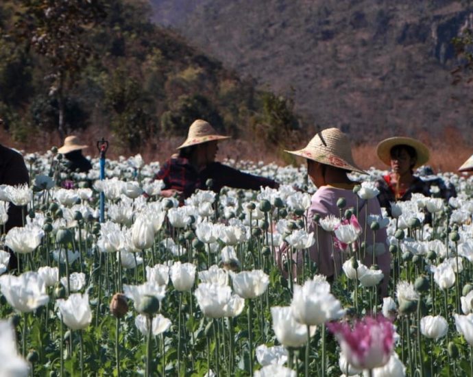 Myanmar opium harvest drops for the first time since coup: UN