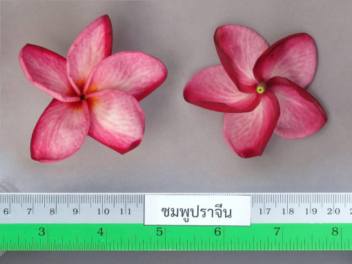 Prachin Buri registers new frangipani flower variety