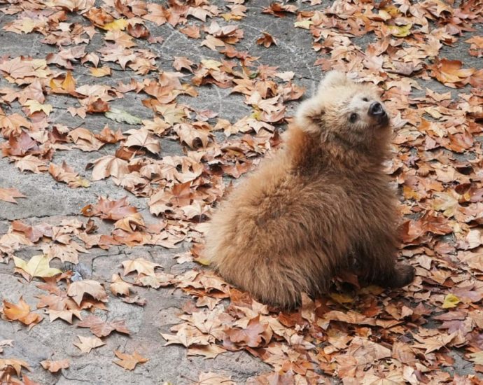 Shanghai bear cub Junjun becomes breakout star