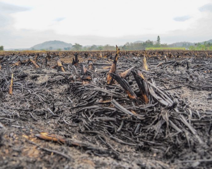 Sugar mill in Thailand’s Lop Buri shut over pollution concern