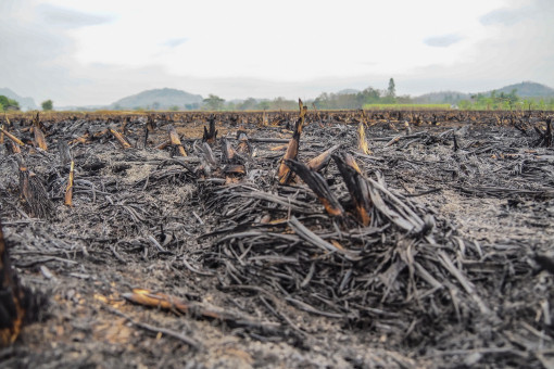 Sugar mill shut over pollution concern