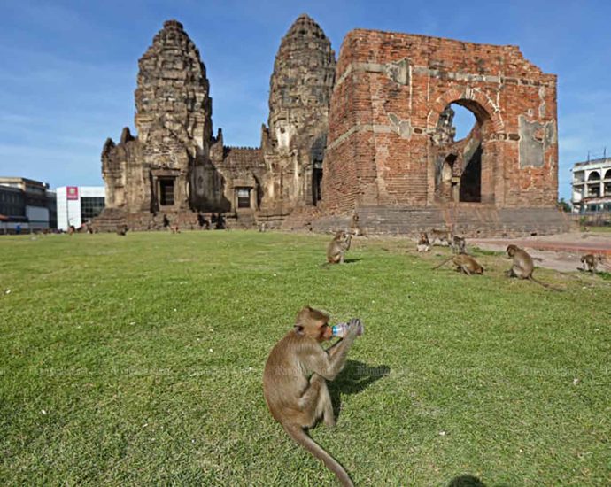 Swede bitten by macaque in Lop Buri