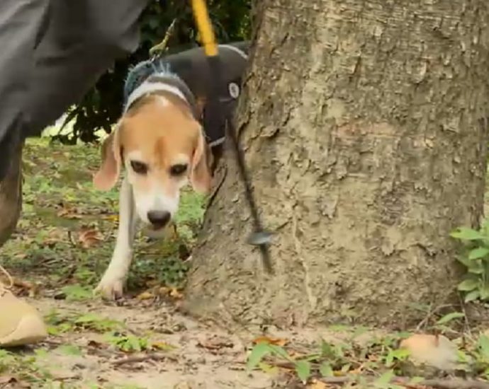 Taipei’s sniffer dogs help detect sick trees to improve urban safety