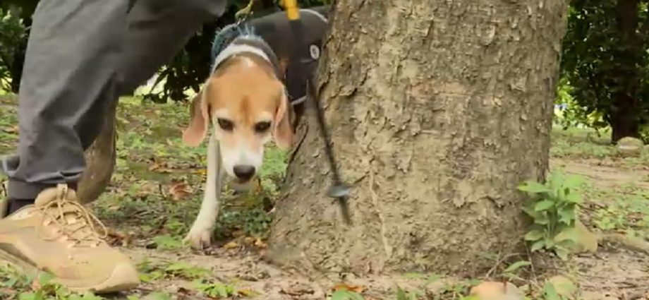 Taipei’s sniffer dogs help detect sick trees to improve urban safety