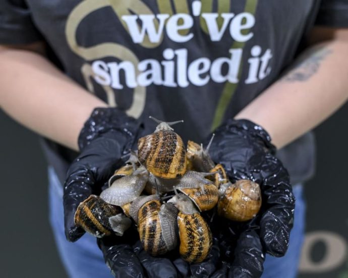 Aphrodisiac ‘love darts’ and four types of slime: Up close at Singapore’s first commercial snail farm