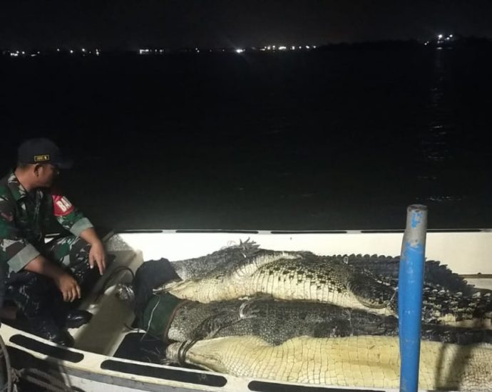 Batam farm’s escaped crocodiles: 34 caught so far, say Indonesian officials