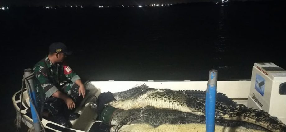 Batam farm’s escaped crocodiles: 34 caught so far, say Indonesian officials