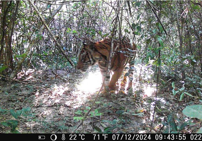 Bengal tiger seen in national park after decade’s absence