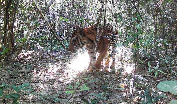 Bengal tiger seen in national park after decade’s absence