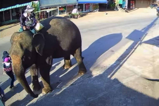 Child cheats death as startled elephant stumbles