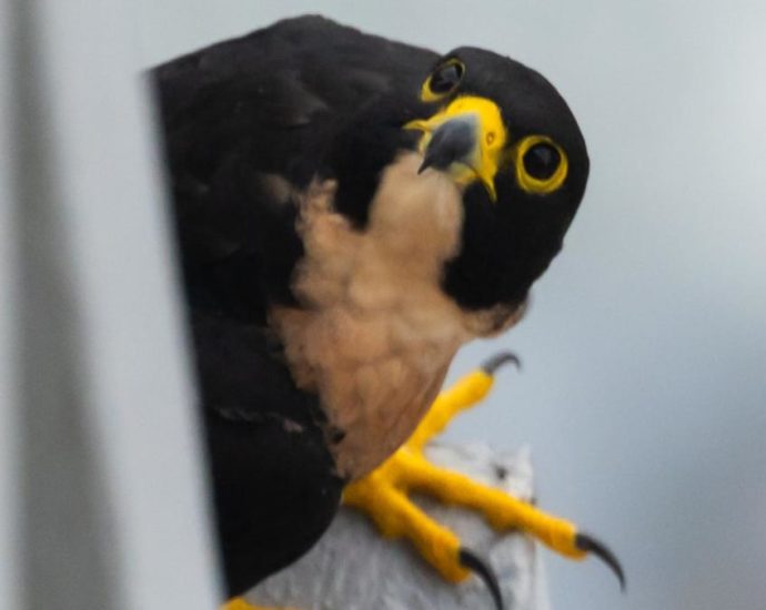 Commentary: What Singapore’s CBD peregrine falcons can teach us about conservation