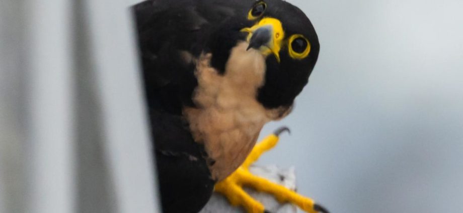 Commentary: What Singapore’s CBD peregrine falcons can teach us about conservation