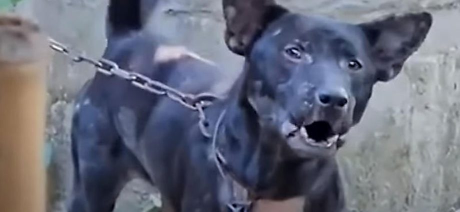 Dog mauls owner to death