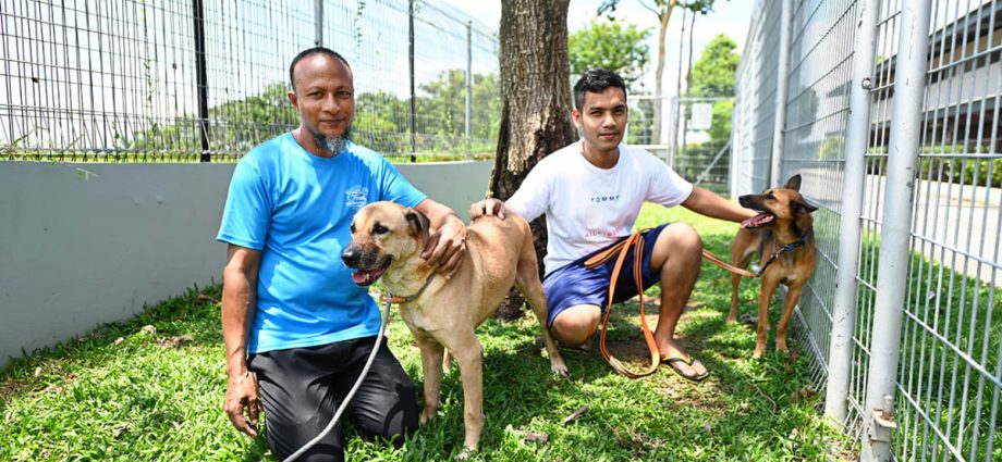 ‘Dogs happy, we’re also happy’: Meet the 2 Bangladeshi workers caring for rescue dogs at a Singapore shelter