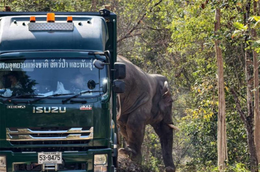 Elephants steered away from Prachin Buri villages