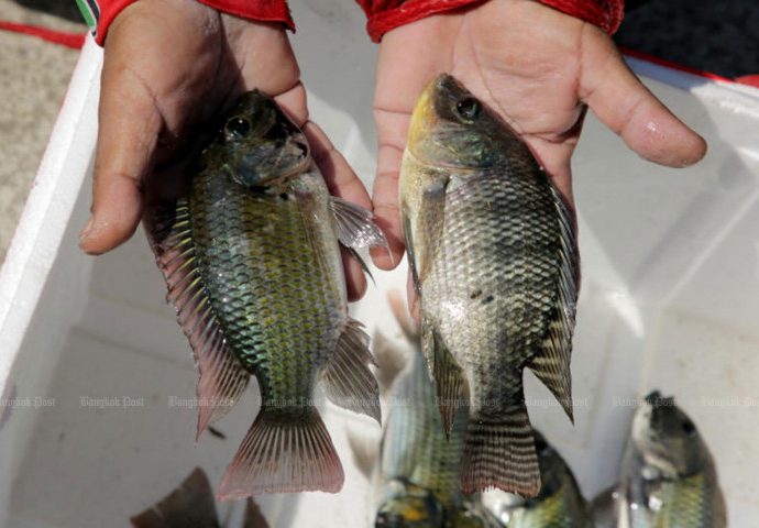 Invasive blackchin tilapia spreading again in Thailand