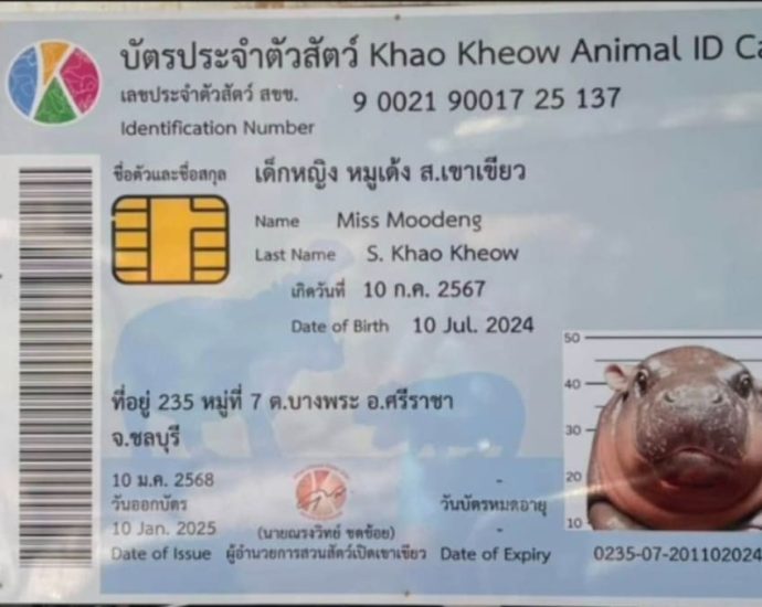 Little pygmy hippo Moo Deng turns 6 months old and gets her own ID card