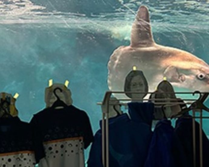 Lonely sunfish in Japan aquarium cheered up by human photos, staff uniforms