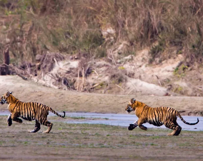 Nepal’s leader says it has too many tigers. Does it?