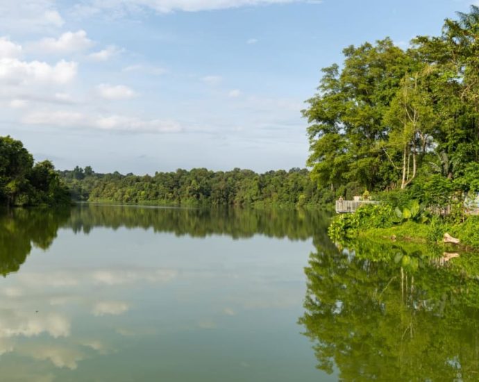 New boardwalk at Mandai Wildlife Reserve now open and free to the public