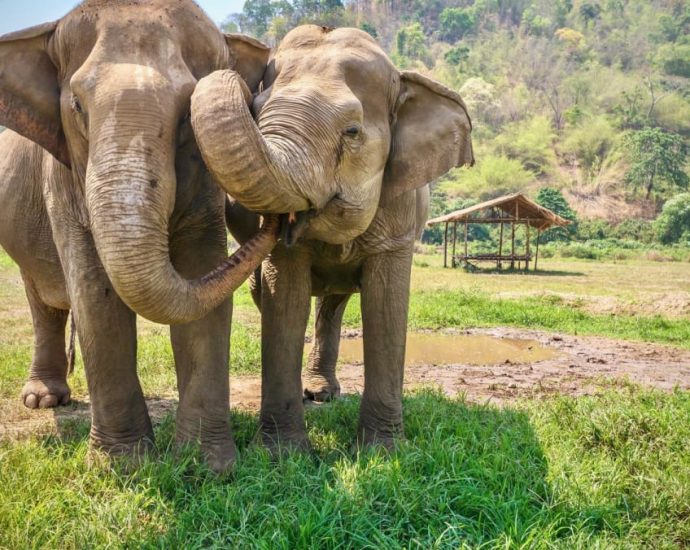 Spanish tourist killed by ‘panic-stricken’ elephant at Thai sanctuary