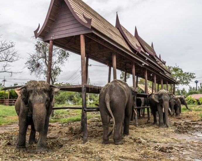 Thai mahout charged after Spanish tourist killed by elephant