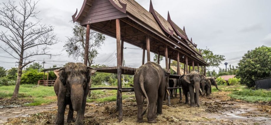 Thai mahout charged after Spanish tourist killed by elephant