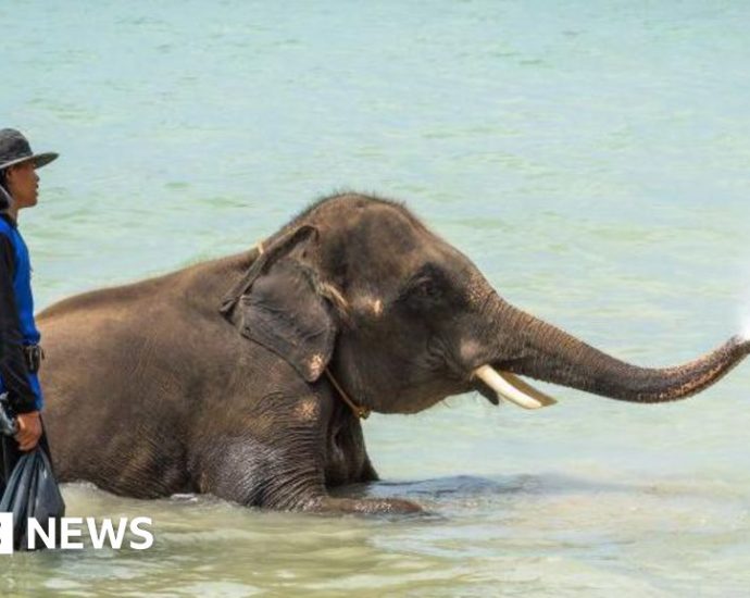 Thailand mahout charged after elephant gores tourist to death