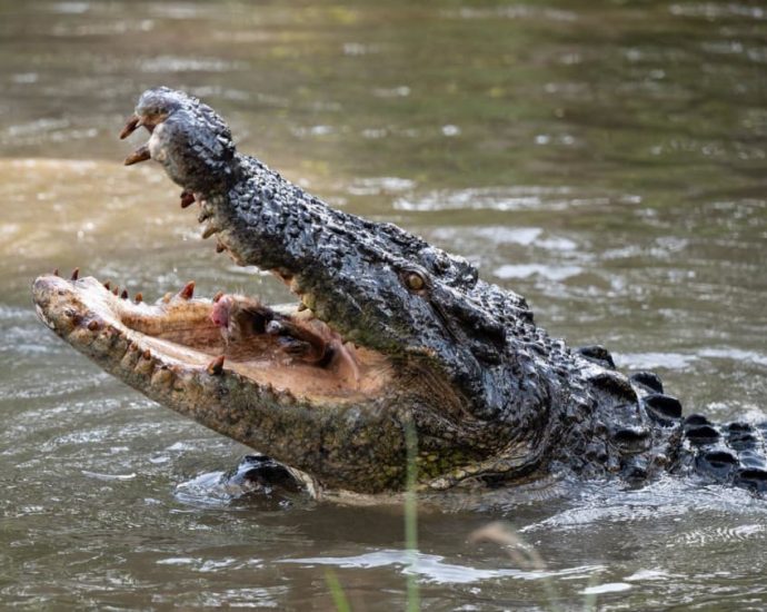 This Sumatra island is known for tin production and deadly crocodile attacks. What’s the link?