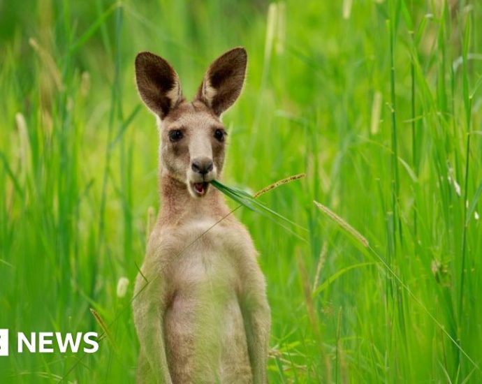 Australian scientists produce first kangaroo embryo using IVF